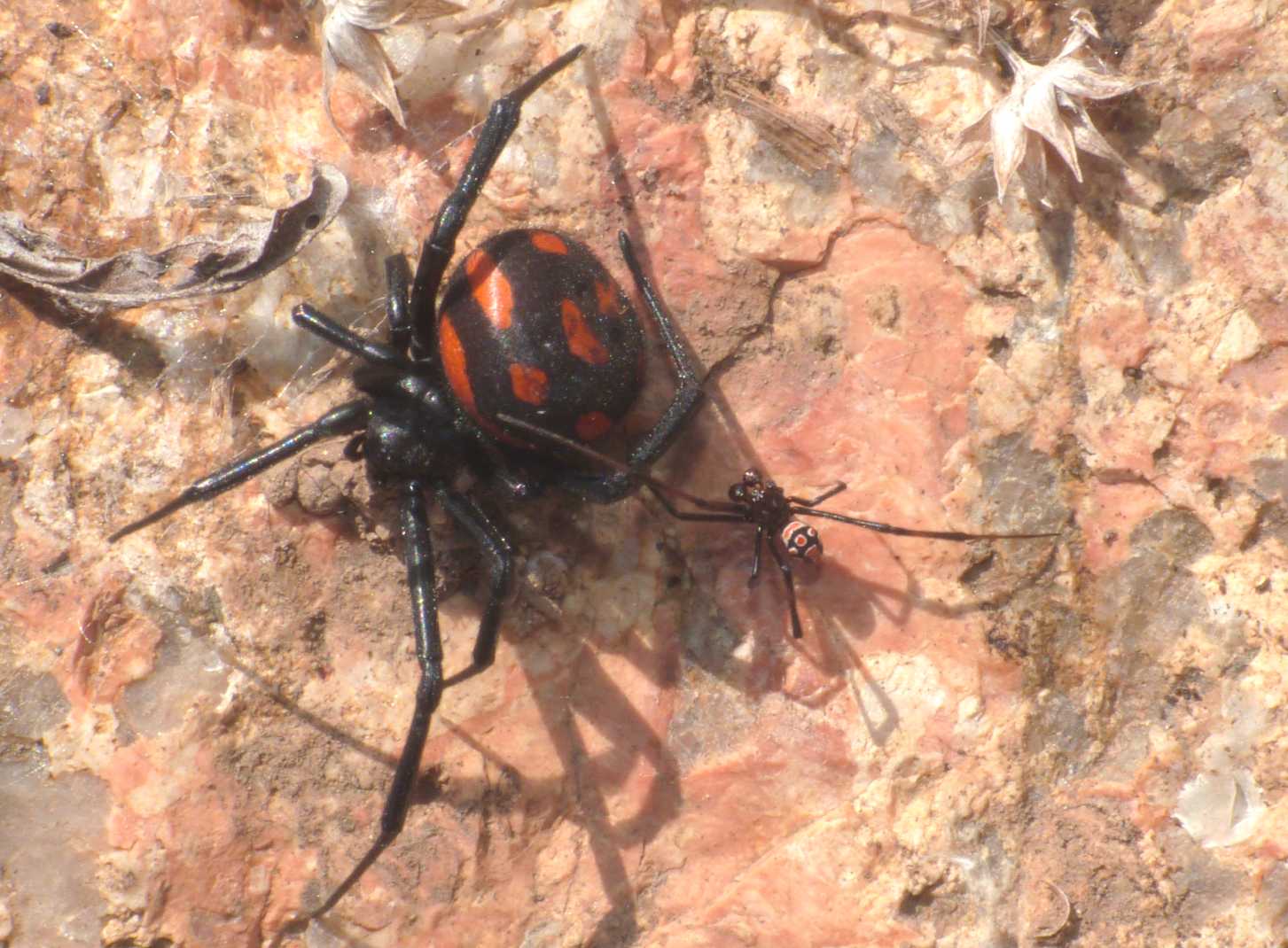 Latrodectus tredecimguttatus: maschi scapoli e ammogliati